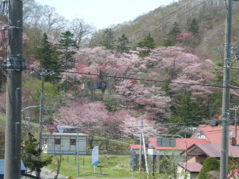 桜 002