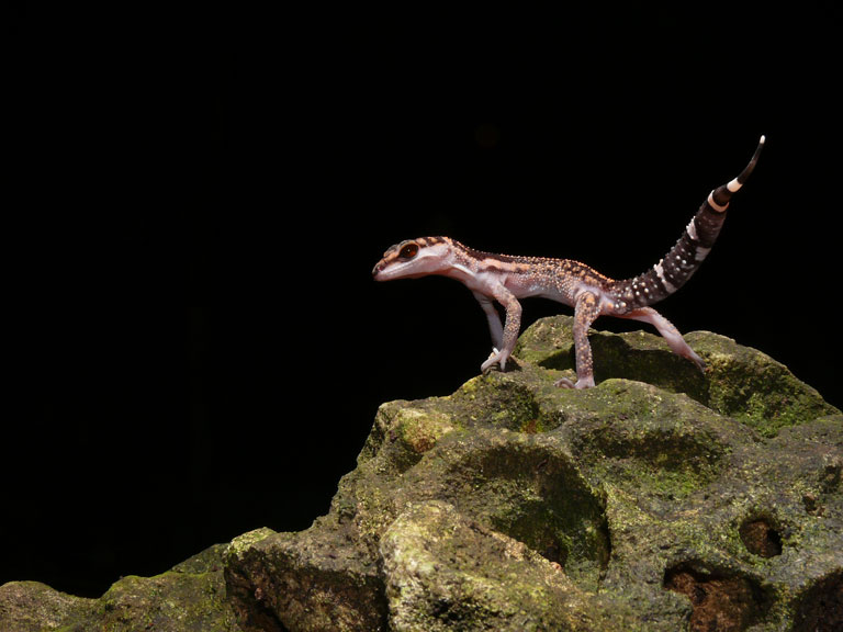 Goniurosaurus kuroiwae kuroiwae