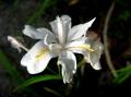 ヒメシャガの白花