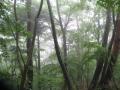雨の森