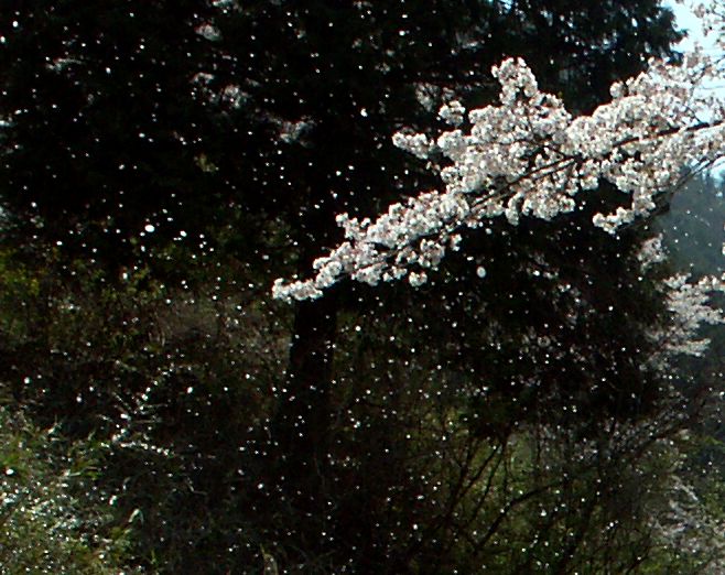 Azure Sky 桜吹雪 壁紙サイズ