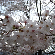 2010桜1