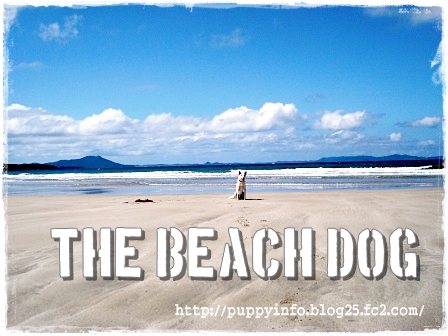 チワワ・ポメラニアン・トイプードルの子犬販売のブリーダーなら -the Beach Dog -