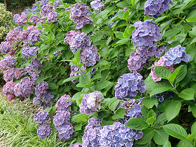 咲き誇る紫陽花