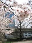 常盤橋公園の桜