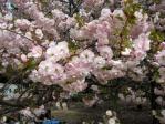 新宿御苑の桜（一葉）