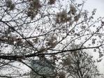劉一華記念公園（常盤橋公園）の桜