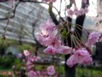 劉一華記念公園（常盤橋公園）の枝垂れ桜