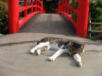 紀尾井町の猫