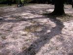 ソメイヨシノの花絨毯