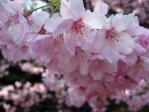 新宿御苑の桜（アメリカ）