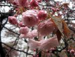 新宿御苑の桜（普賢象）