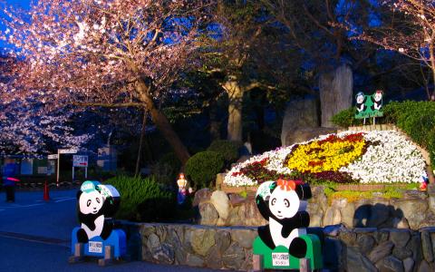 王子動物園夜桜通り抜け/桜のライトアップ