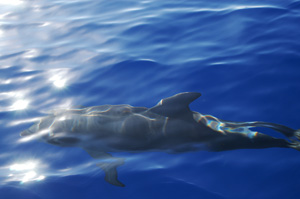 Dolphin1.jpg