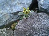 石垣の花