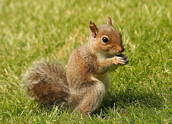 squirrel-5.jpg