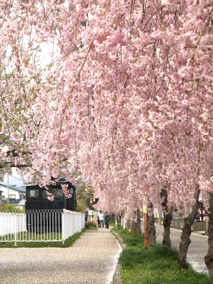 日中線記念自転車歩行者道のしだれ桜並木