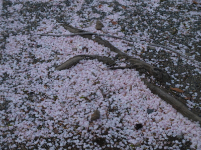 鶴ヶ城公園の桜