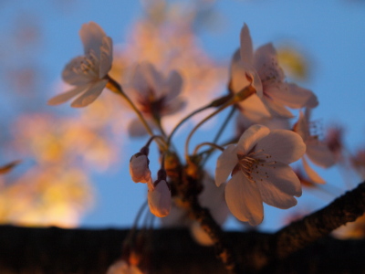 鶴ヶ城公園の桜ライトアップ