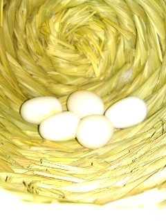 H230115レハ卵さん