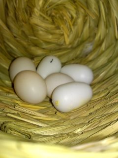 H230116レハ卵さん