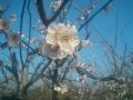 ２月１９日　隣の畑の梅花