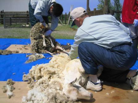 羊毛刈り4