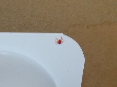 赤い 小さい クモ