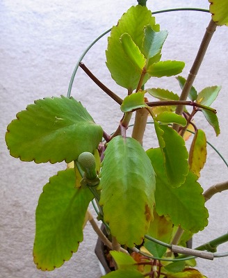セイロンベンケイソウの葉