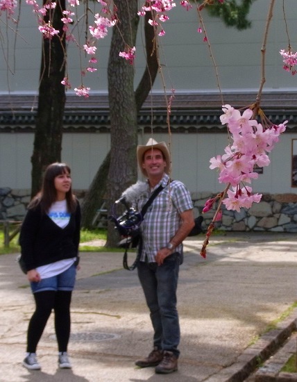 名古屋城の桜-6