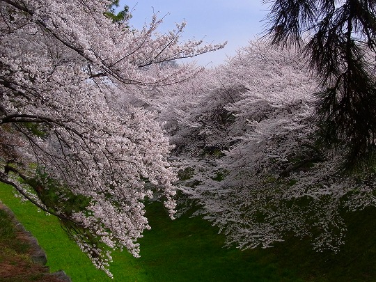 名古屋城の桜-3