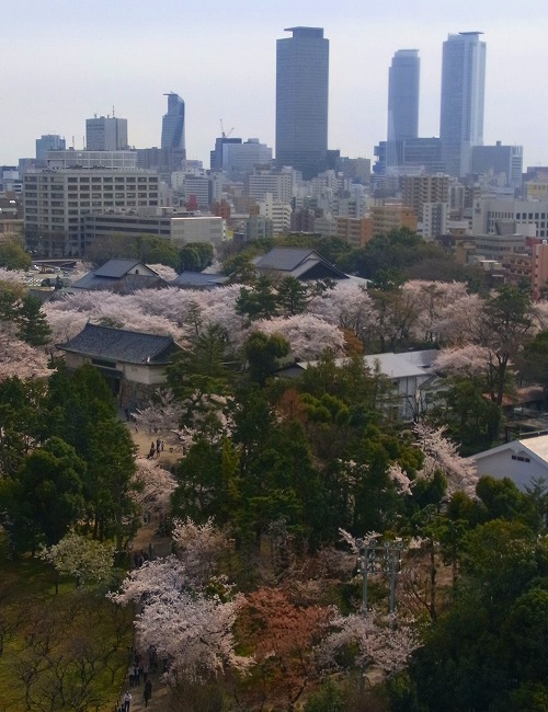 名古屋城の桜-4