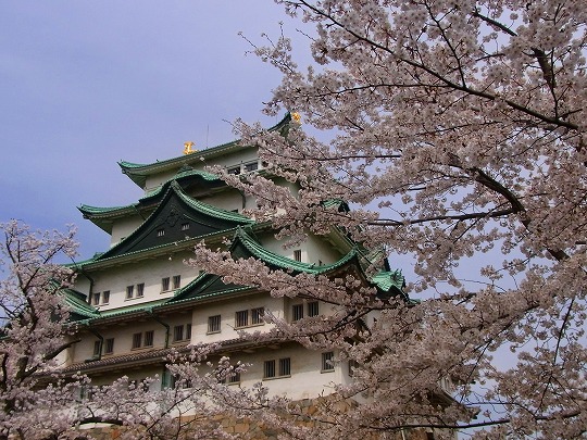 名古屋城の桜-1