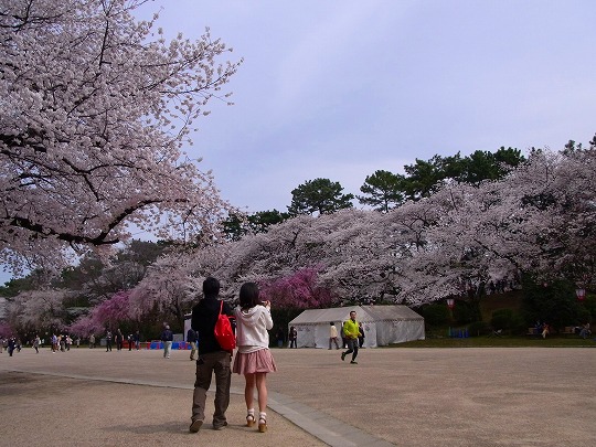 名古屋城の桜-7