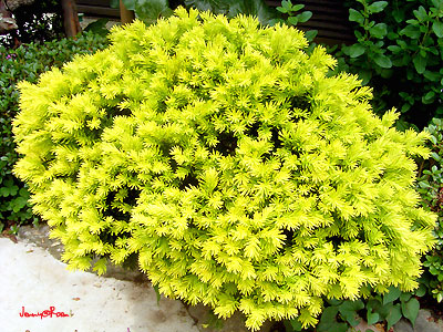 金芽伽羅木 キンメキャラボク Flower